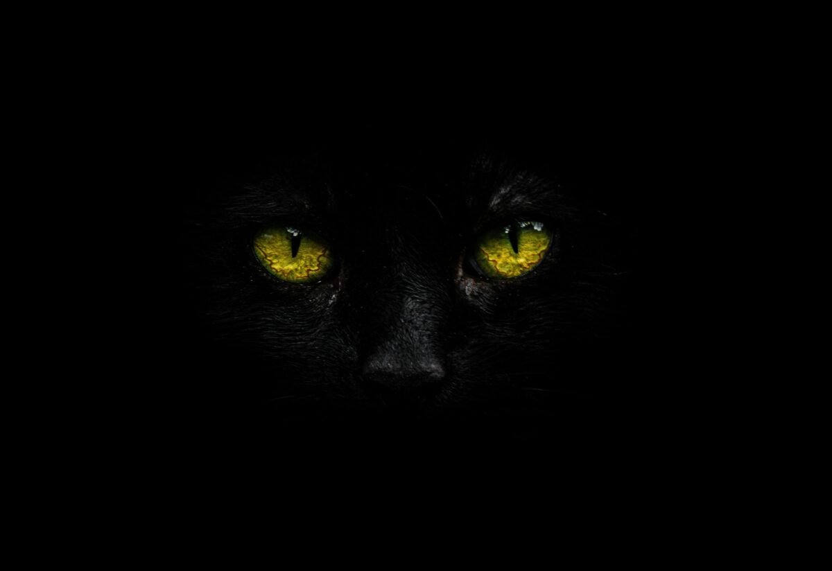 Close-up of a black cat's face in the dark with glowing yellow eyes, showing detailed iris texture and black fur.