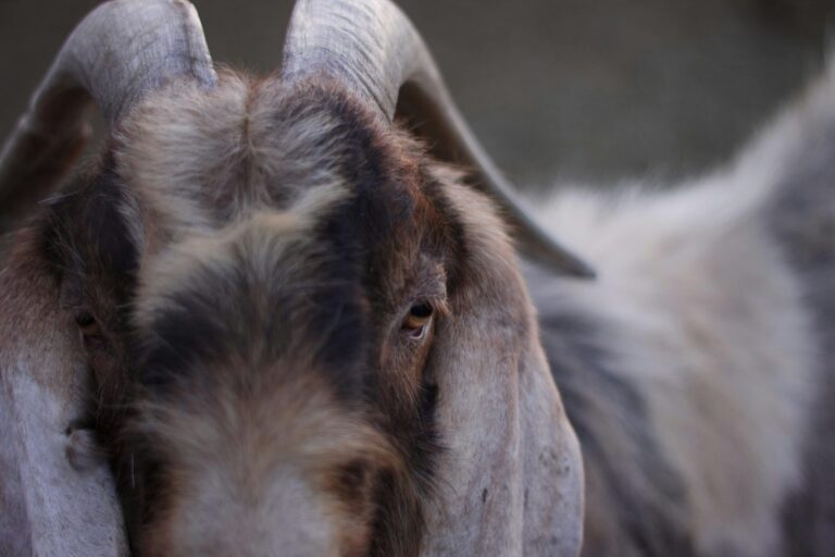 Why Do Humans Sacrifice? The Ancient Origins of Eid al-Adha Explained